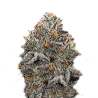 Super Strains Cannabis Seeds Oreoz