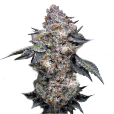 Super Strains Cannabis Seeds Permanent Marker