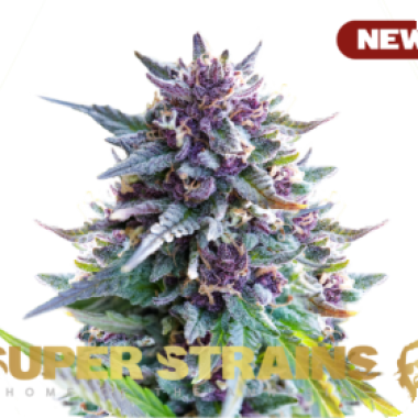 Super  Strains  Cannabis  Seeds  Purple  Punch