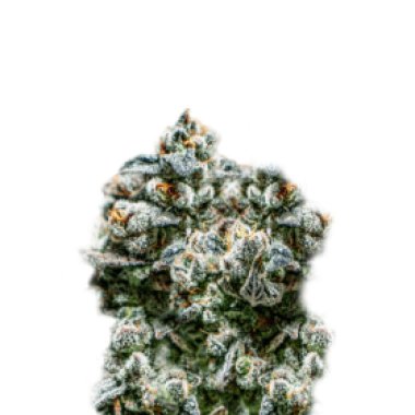 Super Strains Cannabis Seeds Runtz Auto