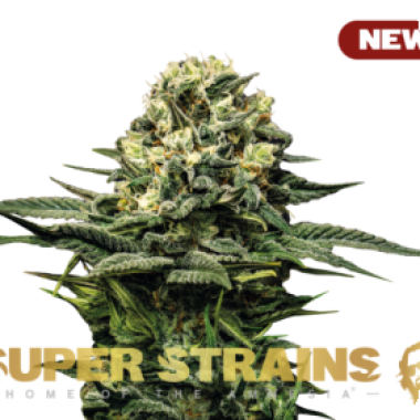 Super  Strains  Cannabis  Seeds  Wedding  Cake