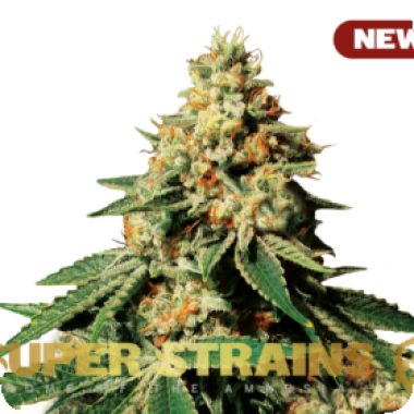 Super Strains Cannabis Seeds Zkittlez
