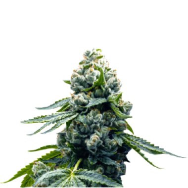 Super Strains Cannabis Seeds Zoap