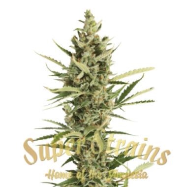 Superstrains  Cannabis  Seeds 7th  Wave