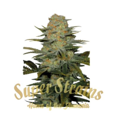 Superstrains Cannabis Seeds Amajikoym