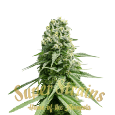Superstrains  Cannabis  Seeds  Amnesia
