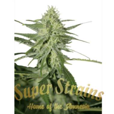 Superstrains Cannabis Seeds Automatic Fini