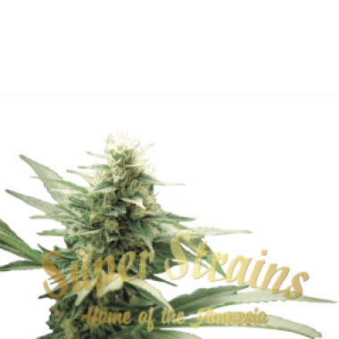 Superstrains Cannabis Seeds Cbd Agartha