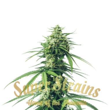 Superstrains  Cannabis  Seeds  Cbd  Saga