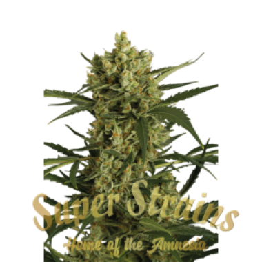 Superstrains  Cannabis  Seeds  Crackers