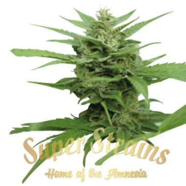 Superstrains Cannabis Seeds Dfa Auto