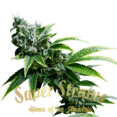 Superstrains Cannabis Seeds Eden