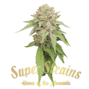 Superstrains  Cannabis  Seeds  Enemy  Of  The  State