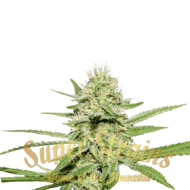 Superstrains  Cannabis  Seeds  Enemy  S  Dream