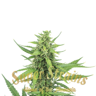 Superstrains  Cannabis  Seeds  Hermana  De  La  Noche