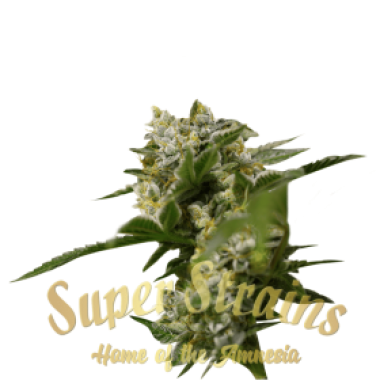 Superstrains  Cannabis  Seeds  Ibiza  Farmers
