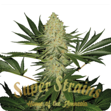 Superstrains Cannabis Seeds La Cucaracha