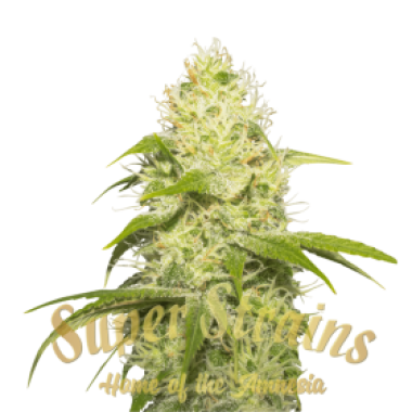 Superstrains  Cannabis  Seeds  La  Jefa