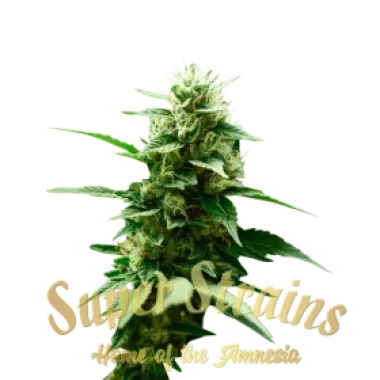 Superstrains  Cannabis  Seeds  Mexican  Candy
