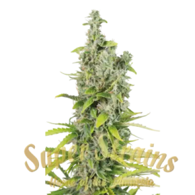 Superstrains  Cannabis  Seeds  Next  Of  Kin