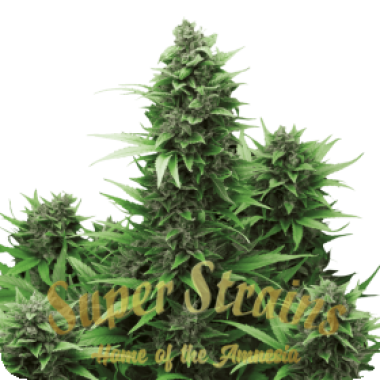 Superstrains Cannabis Seeds Turing Auto