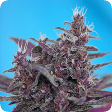 Sweet Cannabis Seeds Auto Black Cream