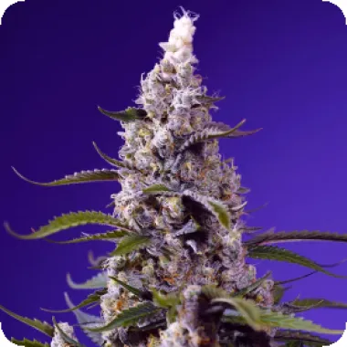 Sweet Cannabis Seeds Banana Cream Cake Xl Auto