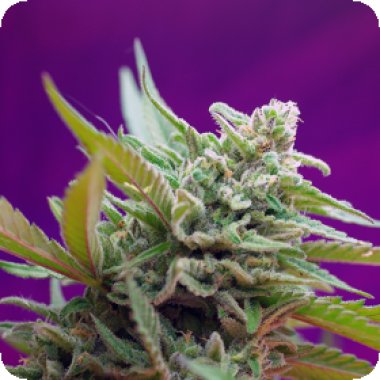Sweet Cannabis Seeds Black Jack Auto