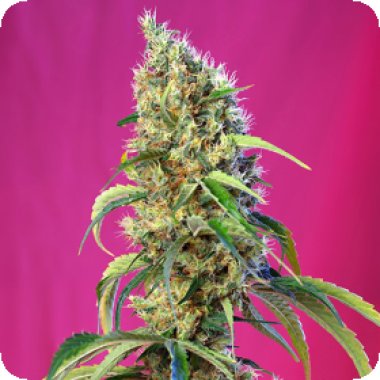 Sweet Cannabis Seeds Black Jack Cbd