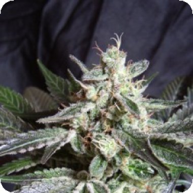 Sweet Cannabis Seeds Black Jack