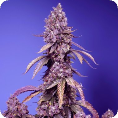Sweet Cannabis Seeds Black Muffin F1 Fast Version