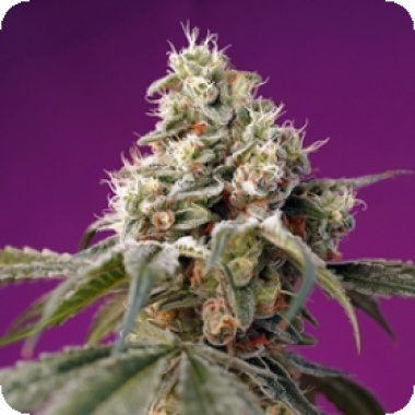 Sweet Cannabis Seeds Bruce Banner Auto