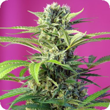 Sweet Cannabis Seeds Chem Beyond Diesel Cbd