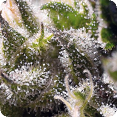 Sweet Cannabis Seeds Cream Caramel Auto
