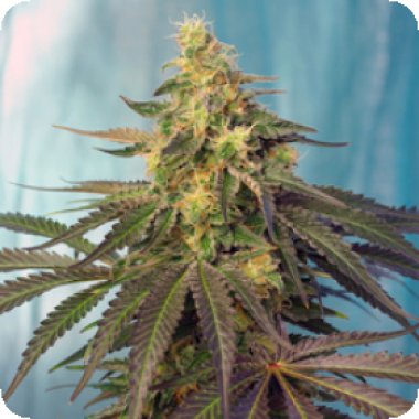 Sweet Cannabis Seeds Cream Caramel Cbd