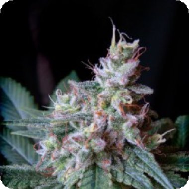 Sweet Cannabis Seeds Cream Caramel