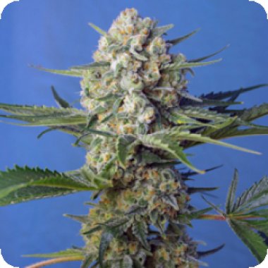 Sweet Cannabis Seeds Crystal Candy Fast Version