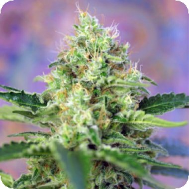 Sweet Cannabis Seeds Crystal Candy