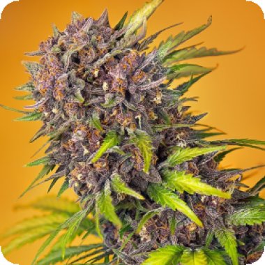 Sweet Cannabis Seeds Diablo Rojo Xl Auto