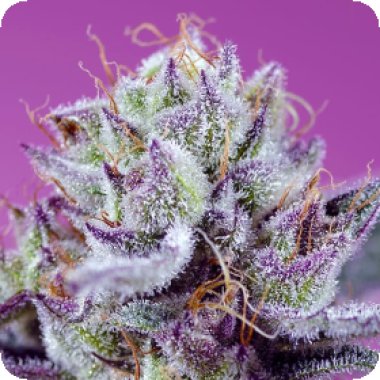Sweet Cannabis Seeds Diablo S Delight Xl Auto