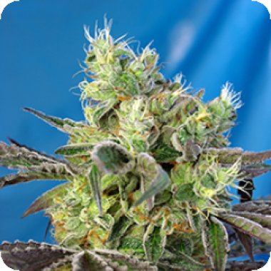 Sweet Cannabis Seeds Do Sweet Dos