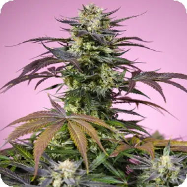 Sweet Cannabis Seeds Gelonade