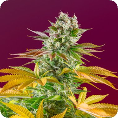 Sweet Cannabis Seeds Gorilla Girl F1 Fast Version