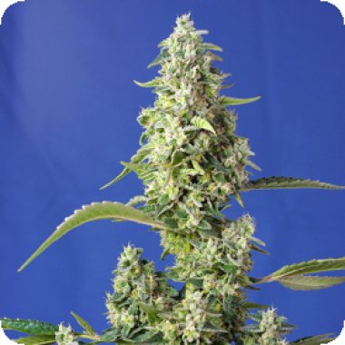 Sweet Cannabis Seeds Gorilla Girl Xl Auto