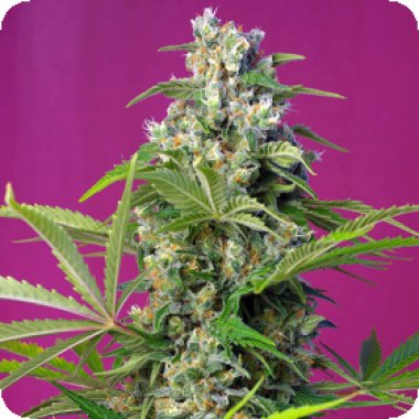 Sweet Cannabis Seeds Gorilla Girl