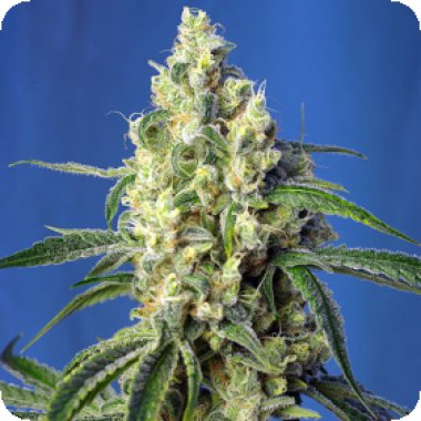 Sweet Cannabis Seeds Green Poison Cbd