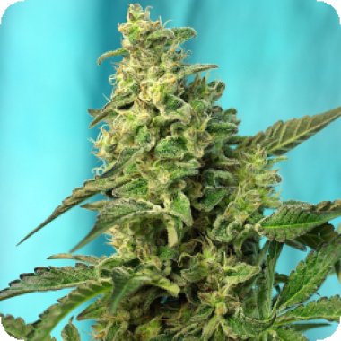Sweet Cannabis Seeds Green Poison Fast Version