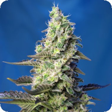 Sweet Cannabis Seeds Green Poison Xl Auto
