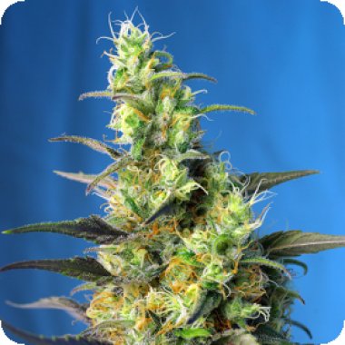 Sweet Cannabis Seeds Ice Cool Cbd