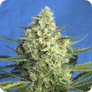 Sweet Cannabis Seeds Jack 47 Xl Auto